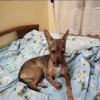 ZST PIŁA
