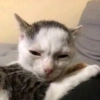 yungoos